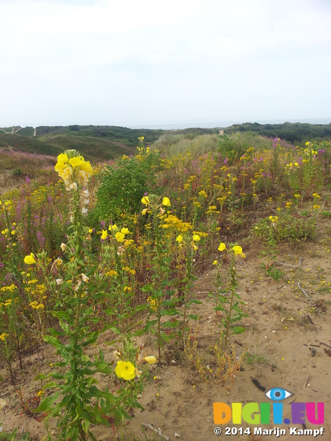 20140726_100059 Flowers in Merthyr Mawr Sand Dunes